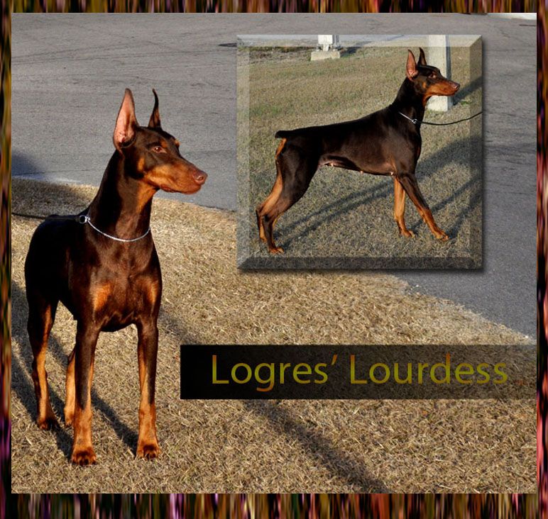 12 Dec 2013 Lourdess dogXX.jpg
